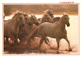 Animaux - Chevaux - CPM - Voir Scans Recto-Verso - Horses