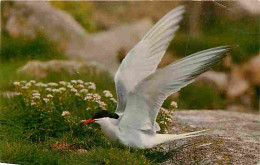 Animaux - Oiseaux - A Common Tern Alights - CPM - Voir Scans Recto-Verso - Oiseaux