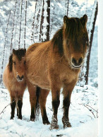 Animaux - Chevaux - CPM - Voir Scans Recto-Verso - Chevaux