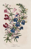 Penstemon Heterophyllus - Azurens - California Kalifornien / Flower Blume Flowers Blumen / Pflanze Planzen Pla - Estampes & Gravures