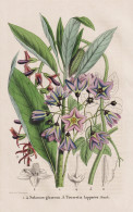 Solanum Glaucum - Tourretia Lappacea - Nachtschatten Nightshade / Panama Guatemala Bolivia / Flower Blume Flow - Estampas & Grabados