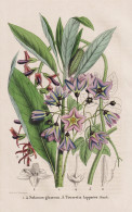 Solanum Glaucum - Tourretia Lappacea - Nachtschatten Nightshade / Panama Guatemala Bolivia / Flower Blume Flow - Estampes & Gravures