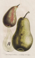 Poires Chilperic (De Rasse) - Le Kerbetje De Verreghem - Poire Pear Birne Pear Tree Birnenbaum / Obst Fruit / - Prenten & Gravure