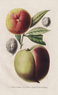 Peche Gathoye - Peche Comte D'Ansembourg - Pêche Pfirsich Peach Peaches Nectarines / Obst Fruit / Pomologie P - Stiche & Gravuren
