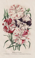 Oeillets De Verviers - Landnelke Carnation Clove Pink / Flower Blume Flowers Blumen / Pflanze Planzen Plant Pl - Estampas & Grabados