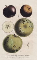 Pomme Noire - Bergamotte Poire-Pomme De Mr. De Rasse - Pomme Apfel Apple Apples Äpfel / Obst Fruit / Pomologi - Estampes & Gravures