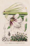 Lilium Giganteum - Ionopsidium Acaule Reich. - Riesenlilie Lily Lilie / Portugal / Flower Blume Flowers Blumen - Estampes & Gravures