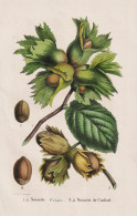 Noisette Frisee - Noisette De Cosford - Nuss Haselnuss Hazelnut Nut / Pflanze Planzen Plant Plants / Botanical - Prenten & Gravure