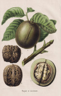 Noyer A Cavernes - Nuss Walnuss Walnut Nut / Pflanze Planzen Plant Plants / Botanical Botanik Botany - Stiche & Gravuren