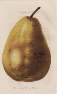 Poire Une Au Kilo De Pierpont - Birne Pear Birnbaum Birnen / Obst Fruit / Pomologie Pomology / Pflanze Planzen - Estampes & Gravures