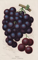 Raisins - Mill Hill - De Hambourg - Raisin Wein Wine Grapes Weintrauben Trauben / Obst Fruit / Pomologie Pomol - Estampes & Gravures