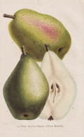 Poire Nouveau Poiteau - Poire Medaille - Birne Pear Birnbaum Birnen / Obst Fruit / Pomologie Pomology / Pflanz - Prenten & Gravure