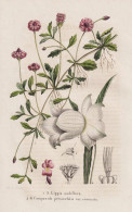 Lippia Nodiflora - Campanula Persicaefolia Var. Coronata - Persicifolia Glockenblume Bellflower / South Caroli - Estampes & Gravures