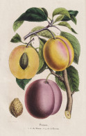 Prunes - De Mimm - De Jefferson - Prunus Pflaume Zwetschge Plum Pflaumen Plums / Obst Fruit / Pomologie Pomolo - Stiche & Gravuren