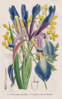 Iris Notha Splendida - Dielytra Chrysantha - Schwertlilie / Ehrendorferia Chrysantha Goldene Ohrentropfen / Ca - Prenten & Gravure