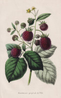 Framboisier Perpetuel De Pele - Himbeere Raspberry Rubus Idaeus Himbeeren Beere Berry / Obst Fruit / Pomologie - Stiche & Gravuren