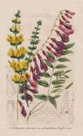 Hedysarum Sibiricum - Gastrolobium Hugelii - China / Süßklee / Pultenaea Spinosa Bush-pea / Flower Blume Flo - Prints & Engravings