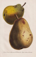 Beurre Fenzl, Collection De Mr. Henrard - Poire Melon De Tournai - Birne Pear Birnbaum Birnen / Obst Fruit / P - Prints & Engravings