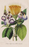 Chirita Vulgaris - Stiffia Chrysantha - Brazil Brasil Brasilien / Flower Blume Flowers Blumen / Pflanze Planze - Stiche & Gravuren