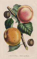 Abricot De Nancy - Abricot Royal Moulin - Aprikose Marille Apricot / Obst Fruit / Pomologie Pomology / Pflanze - Prints & Engravings