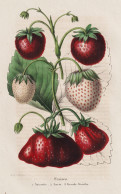 Fraises - Naimette - Lorio - Grande Blanche - Fraisier Erdbeere Erdbeeren Strawberry Strawberries / Beere Berr - Stiche & Gravuren