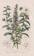 Ceanothus - Papillosus - Dentatus - Rigidus - California Kalifornien / Flower Blume Flowers Blumen / Pflanze P - Stiche & Gravuren