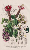 Barnadesia Rosea - Abelia Uniflora - Lardizabala Biternata - South America Südamerika / Flower Blume Flowers - Stiche & Gravuren