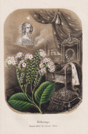 Heliotrope. Immortalite De Louise-Marie - Sonnenwenden / Flower Blume Flowers Blumen / Pflanze Planzen Plant P - Stiche & Gravuren