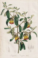 Diplolaena Dampierl - Australia Australien / Flower Blume Flowers Blumen / Pflanze Planzen Plant Plants / Bota - Estampes & Gravures