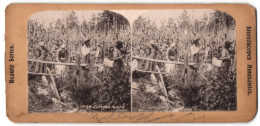 Stereo-Fotografie Bauern Bei Der Zuckerrohr Ernte, Cutting Sugar Cane  - Professions