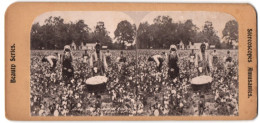 Stereo-Fotografie Afrikanische Sklaven Bei Der Bauwoll Ernte, Way Down In South, Fields Of Cotton  - Berufe
