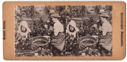 Stereo-Fotografie Englische Frauen Und Kinder Bei Der Hopfenernte In Kent, In A Kent Hop Garden  - Berufe