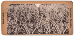 Stereo-Fotografie Blick Auf Eine Ananans Platage In Puerto Rico, Pineapple Plantation In Porto Rico  - Stereoscopio