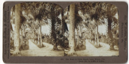 Stereo-Fotografie Geo W. Griffith, Philadelphia / PA., Ansicht Lake Worth / FL., The Road To Palm Beach, Palmen  - Stereoscopic