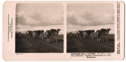 Stereo-Fotografie Photo. Atelier Licht, Moskau, Kamel Karawane Als Verbindungsmittel Auf Der Steppe Im Kaukasus  - Stereoscoop