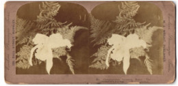 Stereo-Fotografie M. E. Wright, Burnley, Blühende Orchide, Chamberlain`s Favourite Flower  - Stereo-Photographie