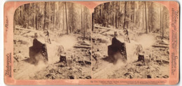 Stereo-Fotografie Underwodd & Underwood, London, Hölzfäller Im Wald, Big Tree Logging  - Profesiones