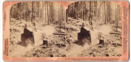 Stereo-Fotografie Underwodd & Underwood, London, Hölzfäller Im Wald, Big Tree Logging  - Métiers