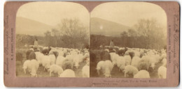 Stereo-Fotografie M. E. Wright, Burnley, Franzöischer Scharfhirte Mit Schafherde, Sheppard And Flock, Puy De Dome  - Berufe