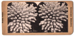 Stereo-Fotografie Unbekannter Fotograf Und Ort, Coral, Koralle  - Stereoscopic