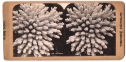 Stereo-Fotografie Unbekannter Fotograf Und Ort, Coral, Koralle  - Stereo-Photographie