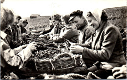 51 VENDANGES EN CHAMPAGNE  - Carte Postale Ancienne [72140] - Sonstige & Ohne Zuordnung