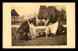 47 - DURAS - LE CELEBRE DR ROUET ET SES JUMENTS A TABLE - CHEVAL - Otros & Sin Clasificación