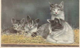 UNE FAMILLE - Chats