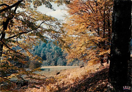 19 - Corrèze - Le Limousin - Entre Bugeat Et Meymac - Mélancolie De L'automne - Carte Neuve - CPM - Voir Scans Recto-Ver - Sonstige & Ohne Zuordnung