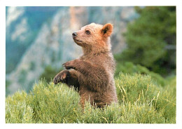 Animaux - Ours - Ours Brun - Ourson - Carte Publicitaire Eau Minérale Valvert - Bear - CPM - Carte Neuve - Voir Scans Re - Beren