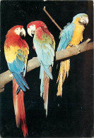 Animaux - Oiseaux - Perroquet - CPM - Voir Scans Recto-Verso - Birds