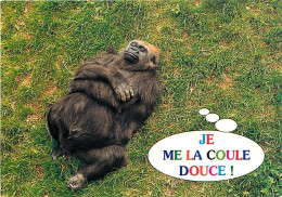 Animaux - Singes - Gorille - Carte à Message - Carte Neuve - CPM - Voir Scans Recto-Verso - Monkeys