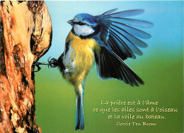 Animaux - Oiseaux - Mésange Bleue - CPM - Voir Scans Recto-Verso - Oiseaux