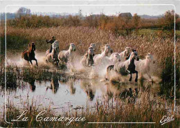 Animaux - Chevaux - Camargue - Chevaux Camarguais Dans Les Marais - Voir Scans Recto Verso  - Paarden